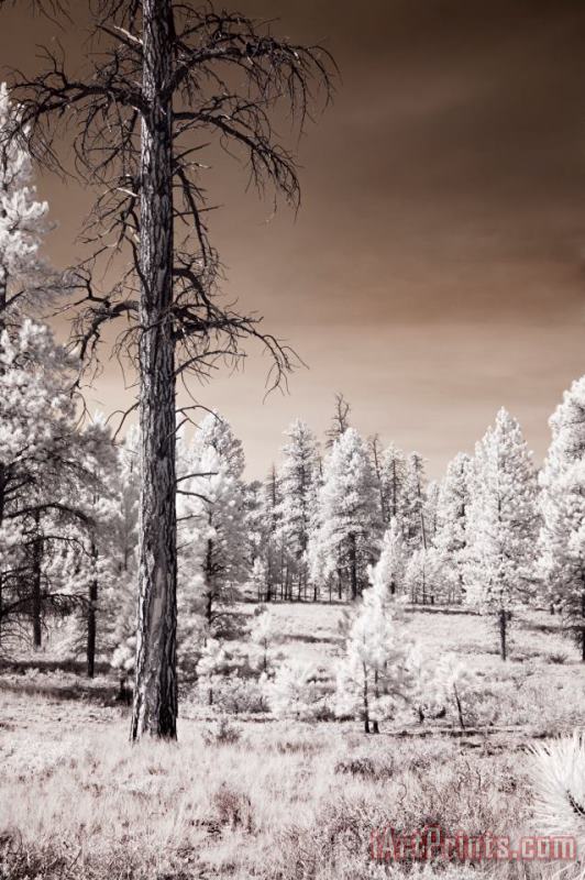 Bryce Canyon Infrared Trees painting - Collection 6 Bryce Canyon Infrared Trees Art Print