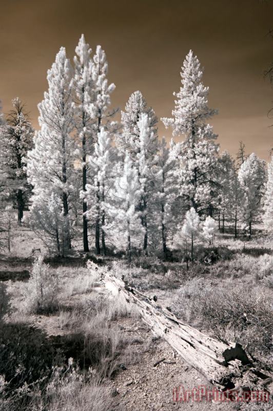 Collection 6 Bryce Canyon Infrared Trees Art Painting