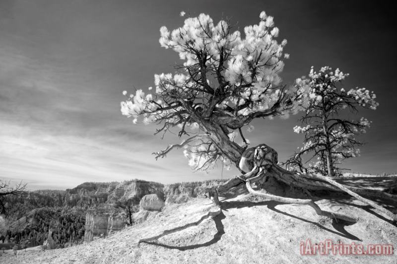Collection 6 Bryce Canyon Tree Sculpture Art Painting