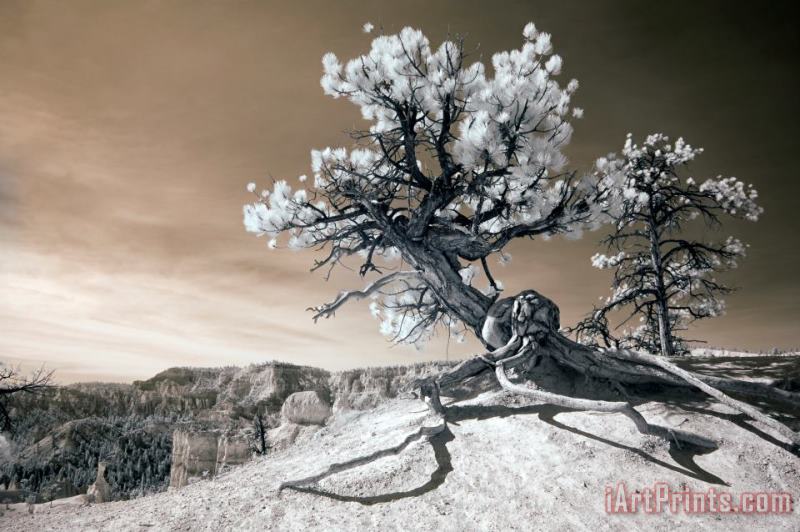 Bryce Canyon Tree Sculpture painting - Collection 6 Bryce Canyon Tree Sculpture Art Print