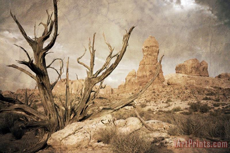 Collection 6 Desert Tree Art Print