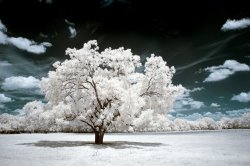 Collection 6 Dreamscape Tree