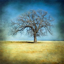 Collection 6 Lone Tree
