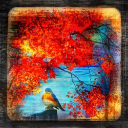 Collection 8 Bluebirds song