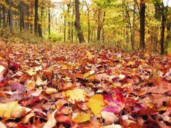 Collection 8 Leaf covered trail