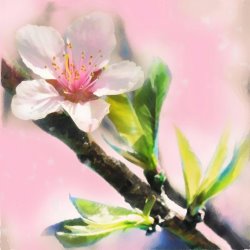 Collection 8 Spring sunrise