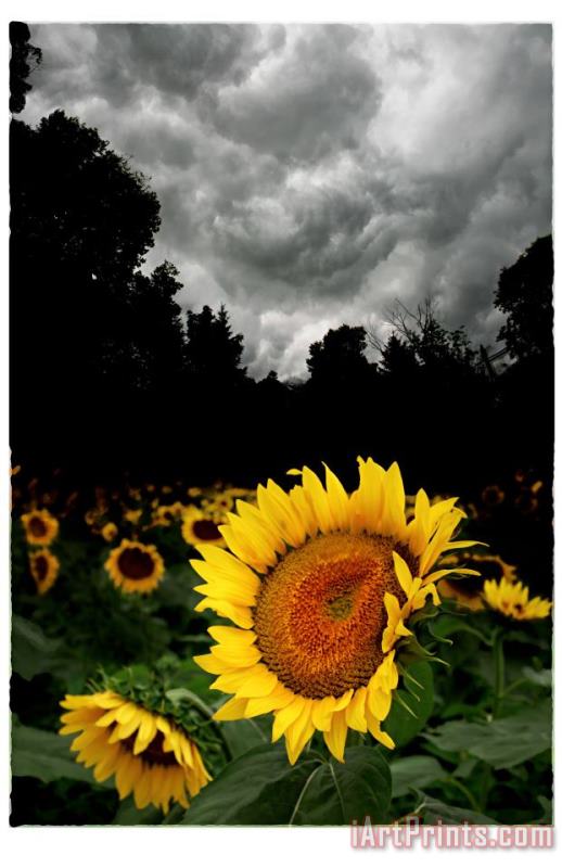 Collection 8 Storm brewing Art Print