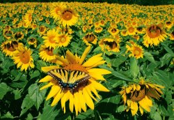 Collection 8 Sunday afternoon