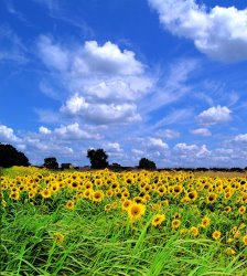Collection 8 Windswept field and sky