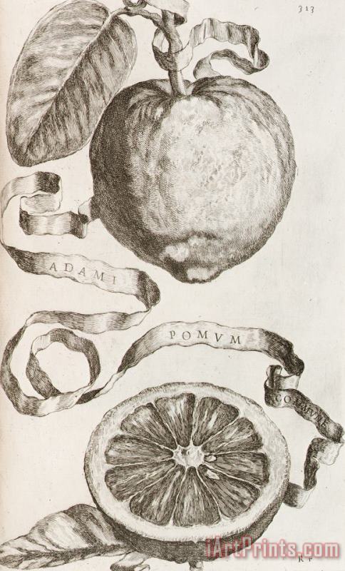 Adam's Apple painting - Cornelis Bloemaert Adam's Apple Art Print