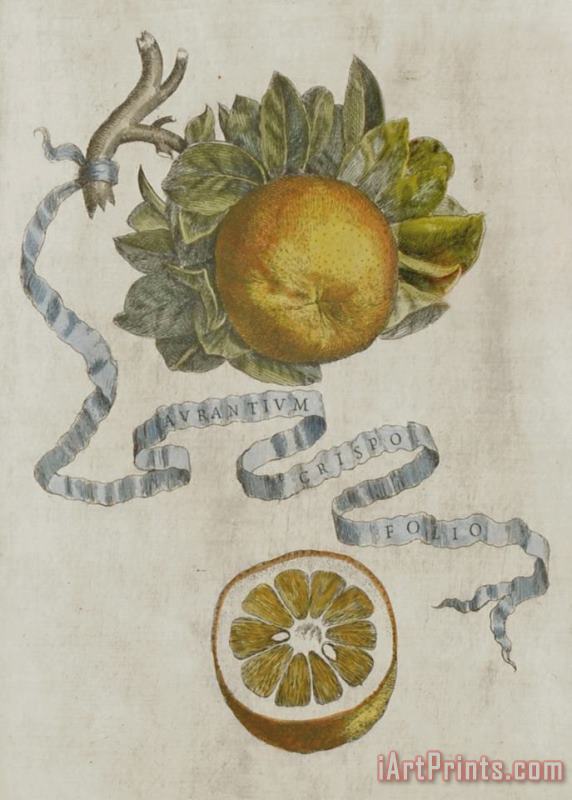 Cornelis Bloemaert Curled Leaf Orange Art Print