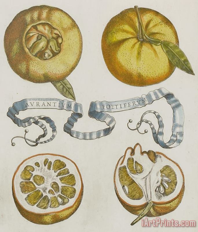 Cornelis Bloemaert Oranges Art Painting