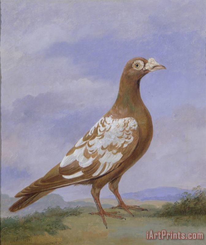 D the younger Wolstenholme Red Pied Carrier Pigeon Art Painting