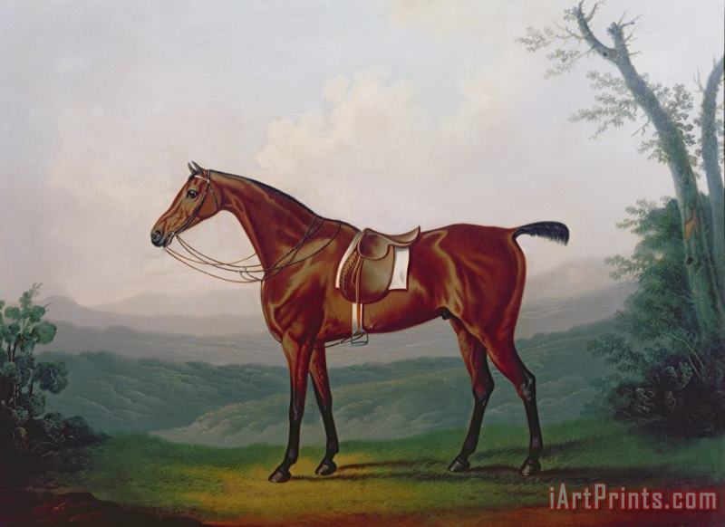 Daniel Clowes Portrait of a Race Horse Art Print