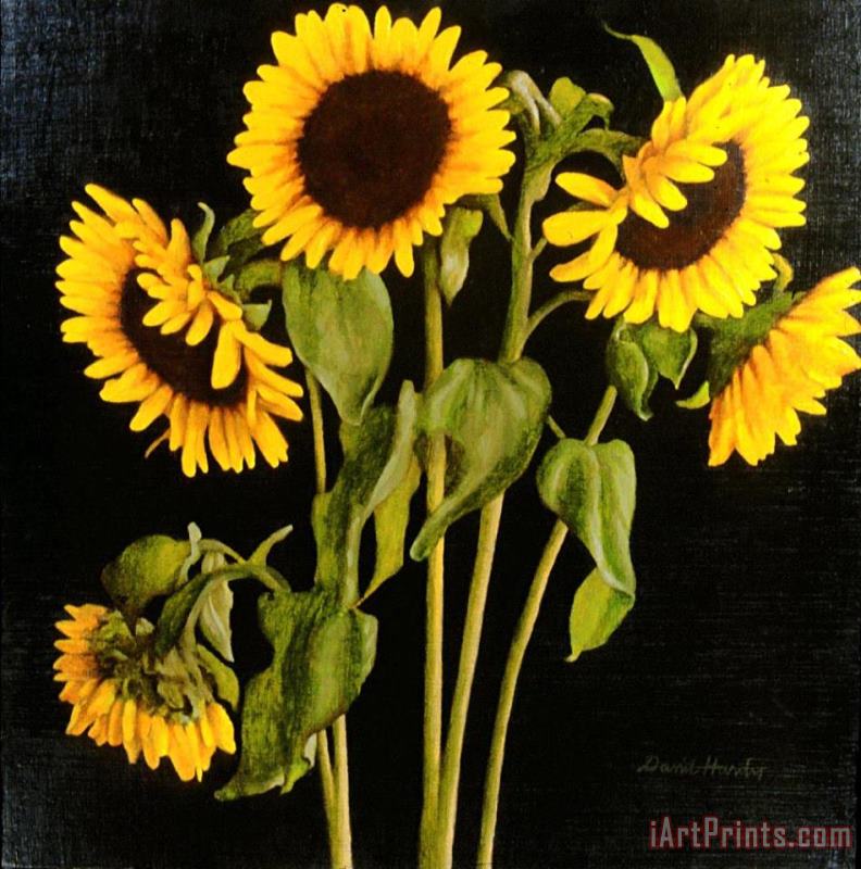 Sunflowers painting - David Hardy Sunflowers Art Print
