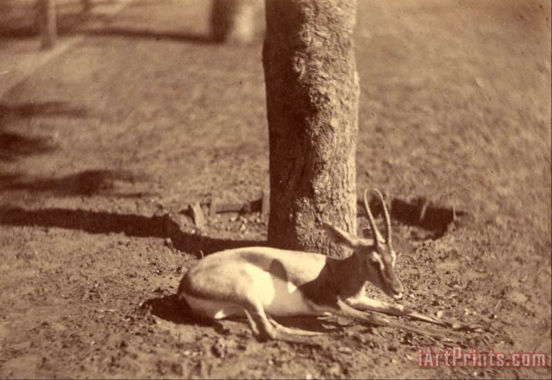 Despoineta (gazelle Lying Down Against a Tree) Art Print