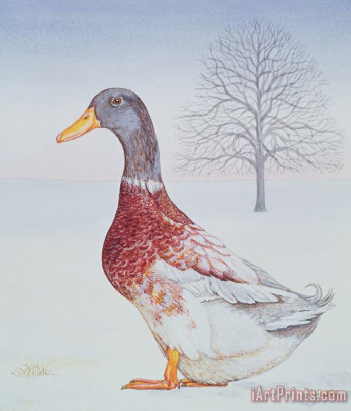 Winter Drake painting - Ditz Winter Drake Art Print
