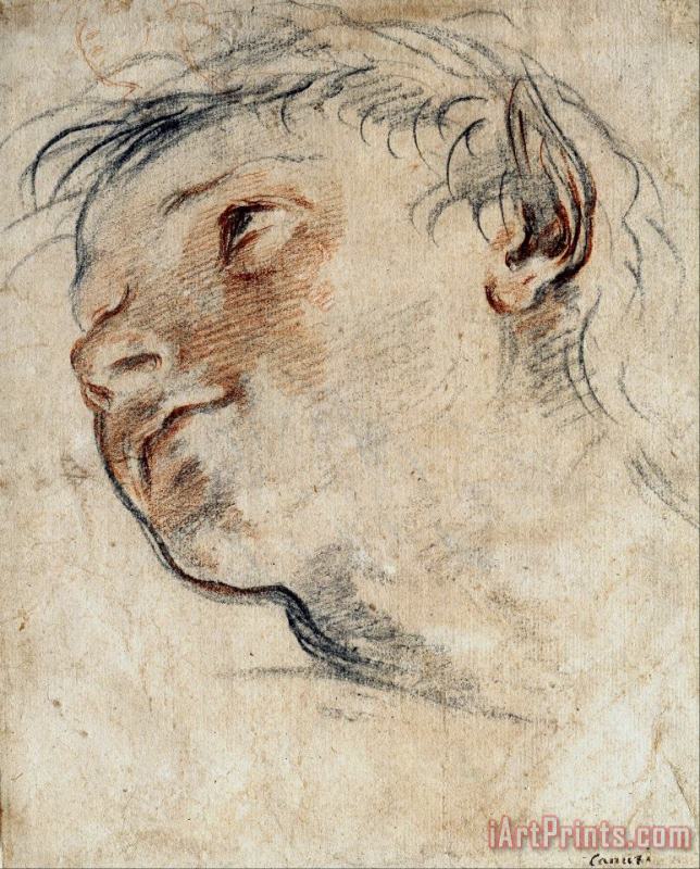 Study for The Head of a Faun painting - Domenico Maria Canuti Study for The Head of a Faun Art Print