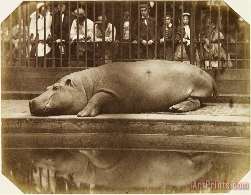 Obaysch, The Hippopotamus, London Zoo painting - Don Juan, Comte De Montizon Obaysch, The Hippopotamus, London Zoo Art Print