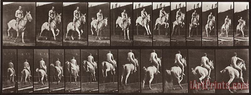 Animal Locomotion, Plate 646 painting - Eadweard J. Muybridge Animal Locomotion, Plate 646 Art Print