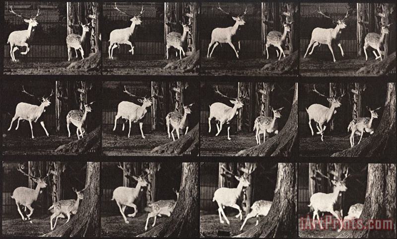 Eadweard J. Muybridge Animal Locomotion, Plate 686 Art Print