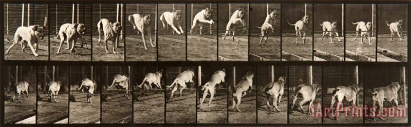 Animal Locomotion, Plate 712 painting - Eadweard J. Muybridge Animal Locomotion, Plate 712 Art Print