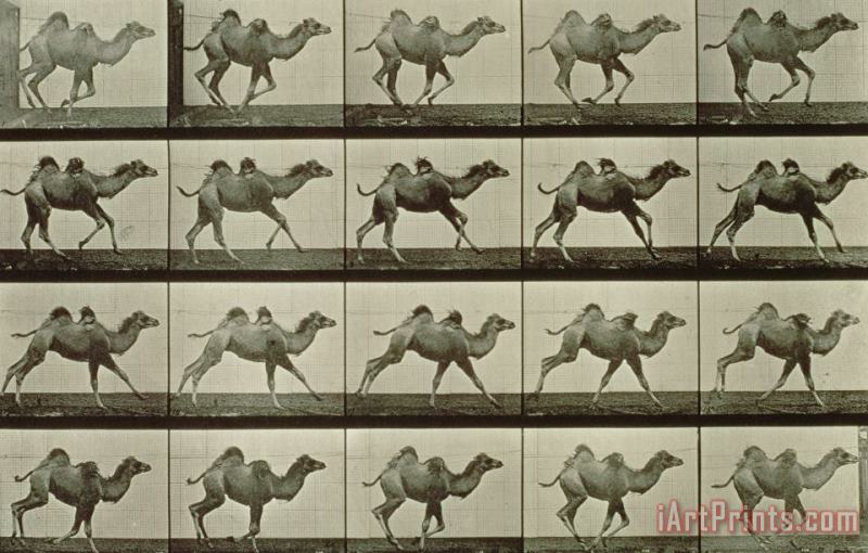 Camel painting - Eadweard Muybridge Camel Art Print