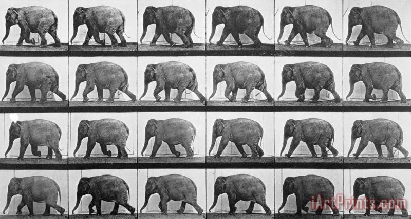 Eadweard Muybridge Elephant Walking Art Painting
