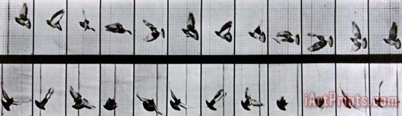 Eadweard Muybridge Flying Bird Art Painting
