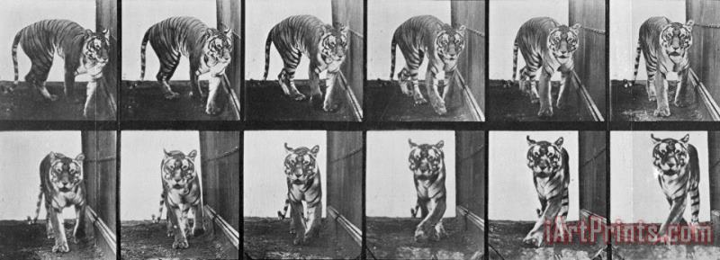 Tiger Pacing painting - Eadweard Muybridge Tiger Pacing Art Print