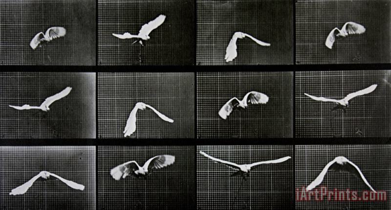 Eadwerd Muybridge Bird In Flight Art Print