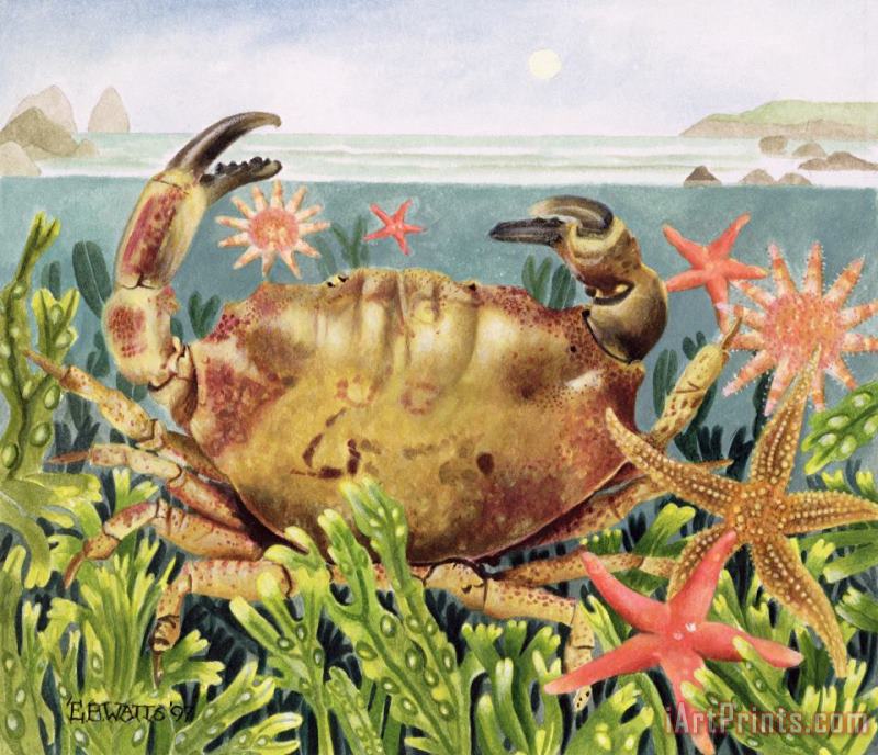 EB Watts Furrowed Crab With Starfish Underwater Art Painting