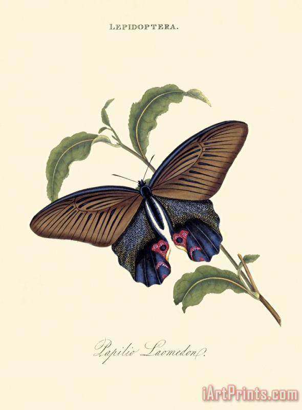 Edward Donovan Papilio Laomedon Art Print