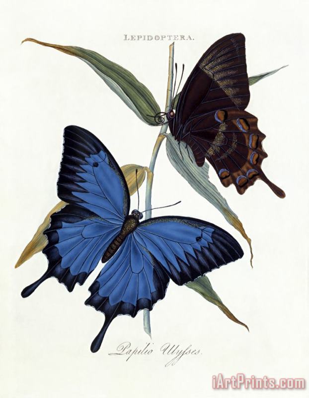 Ulysses Butterfly, Papilio Ulysses painting - Edward Donovan Ulysses Butterfly, Papilio Ulysses Art Print