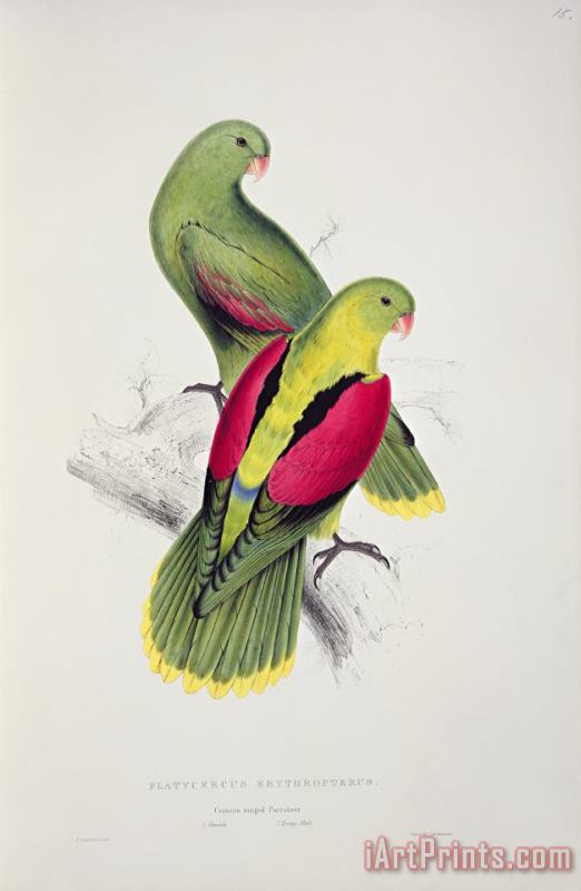 Crimson Winged Parakeet painting - Edward Lear Crimson Winged Parakeet Art Print