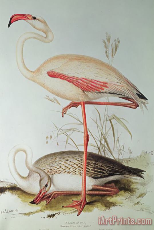 Flamingo painting - Edward Lear Flamingo Art Print