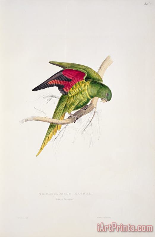 Matons Parakeet painting - Edward Lear Matons Parakeet Art Print
