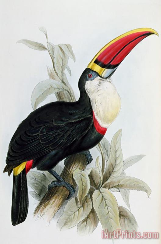 Red-billed Toucan painting - Edward Lear Red-billed Toucan Art Print