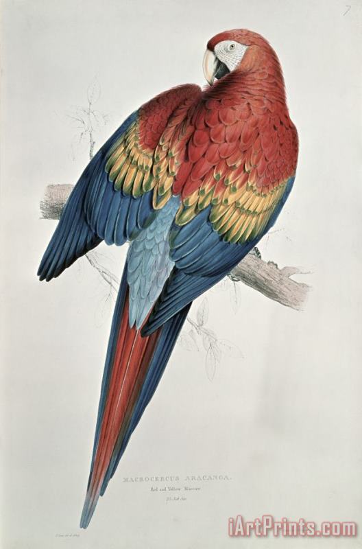 Red and Yellow Macaw painting - Edward Lear Red and Yellow Macaw Art Print