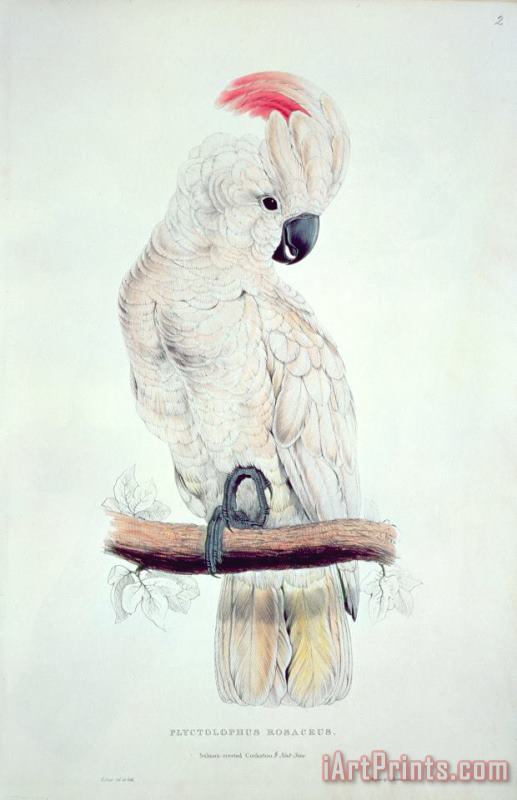 Edward Lear Salmon Crested Cockatoo Art Painting