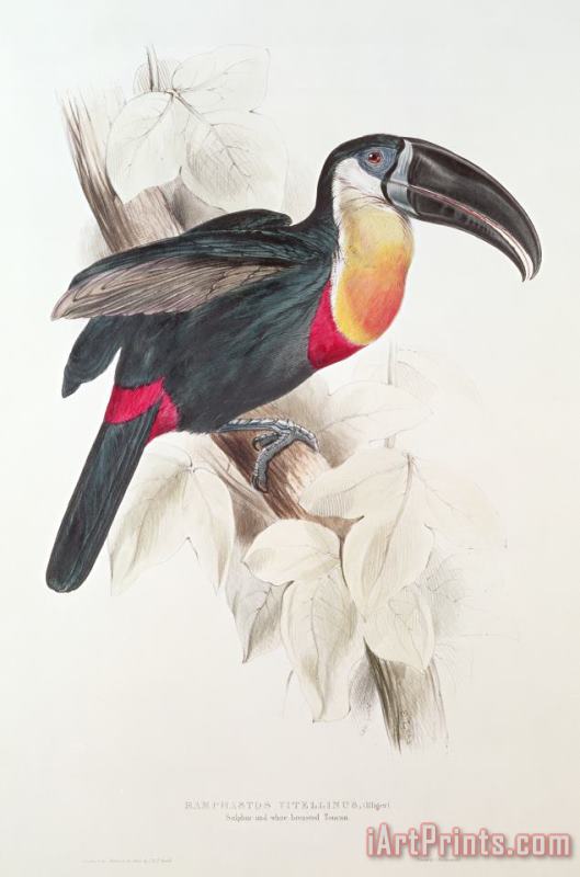 Edward Lear Toucan Art Painting