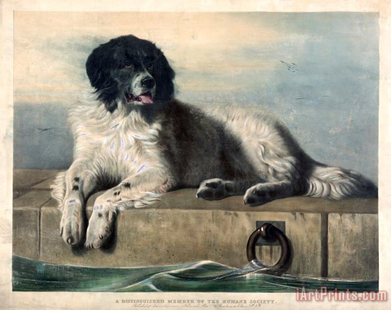 Edwin Landseer A Distinguished Member of The Humane Society Art Print