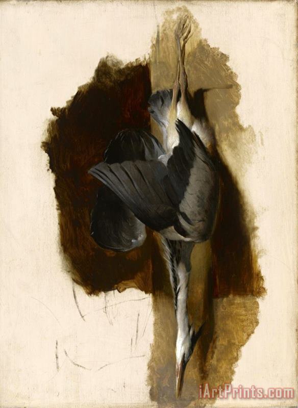 Study of a Dead Heron painting - Edwin Landseer Study of a Dead Heron Art Print