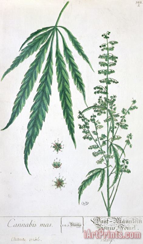 Cannabis painting - Elizabeth Blackwell Cannabis Art Print