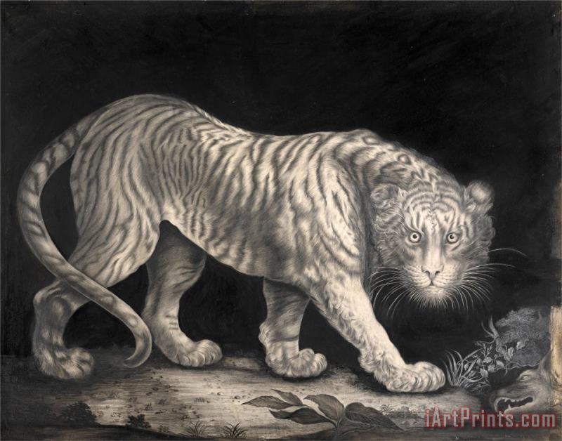 Elizabeth Pringle A Prowling Tiger Art Print