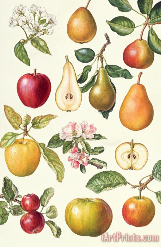 Elizabeth Rice Apples and Pears Art Painting