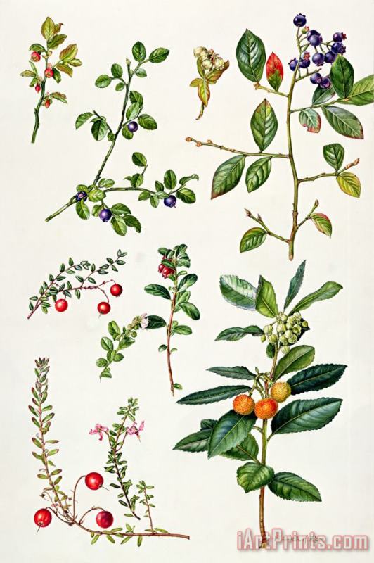 Elizabeth Rice Cranberry and other berries Art Painting