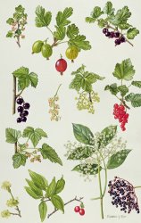 Elizabeth Rice Currants and Berries