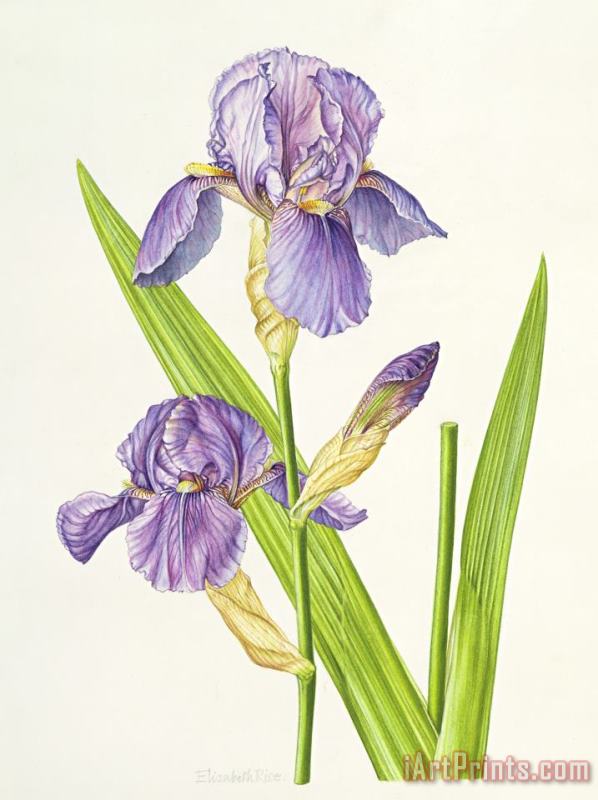 Iris painting - Elizabeth Rice Iris Art Print