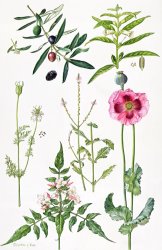 Elizabeth Rice Opium Poppy and other plants painting